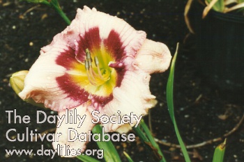 Daylily Just Whistle